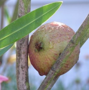 Der Oleanderapfel